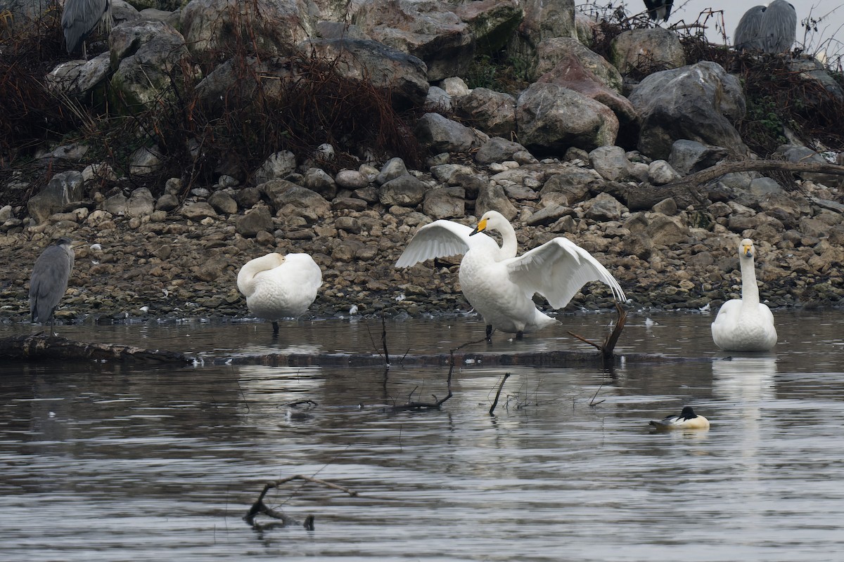 Cigno selvatico - ML647603212