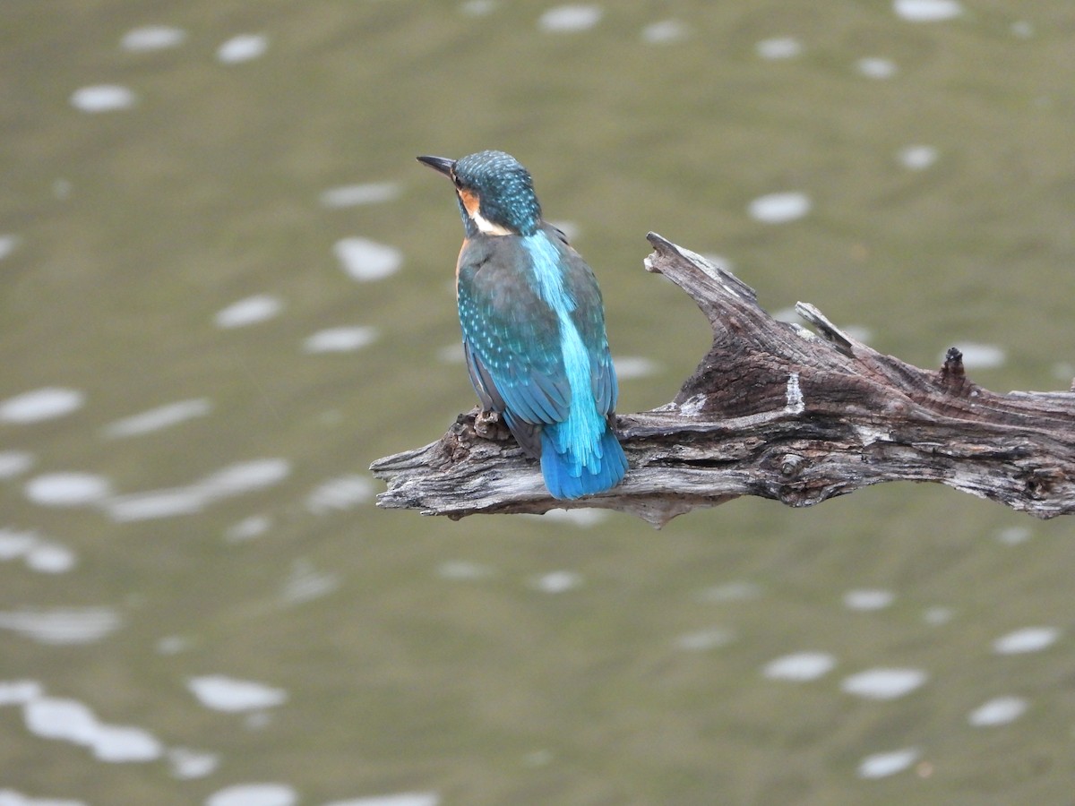 Eisvogel - ML647603213