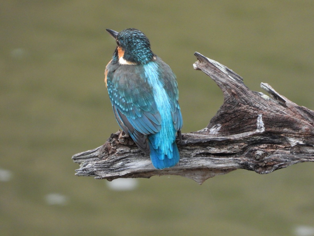 Eisvogel - ML647603214