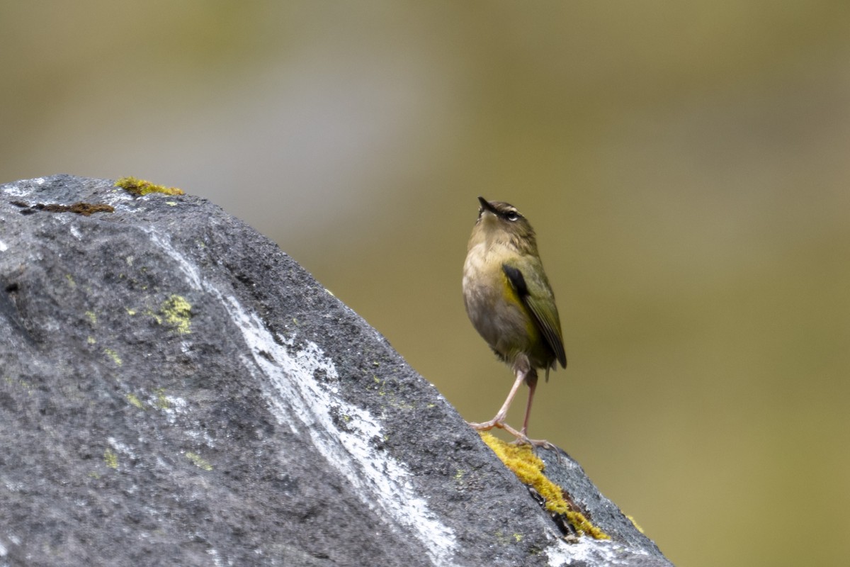 Гонець скельний - ML647603243