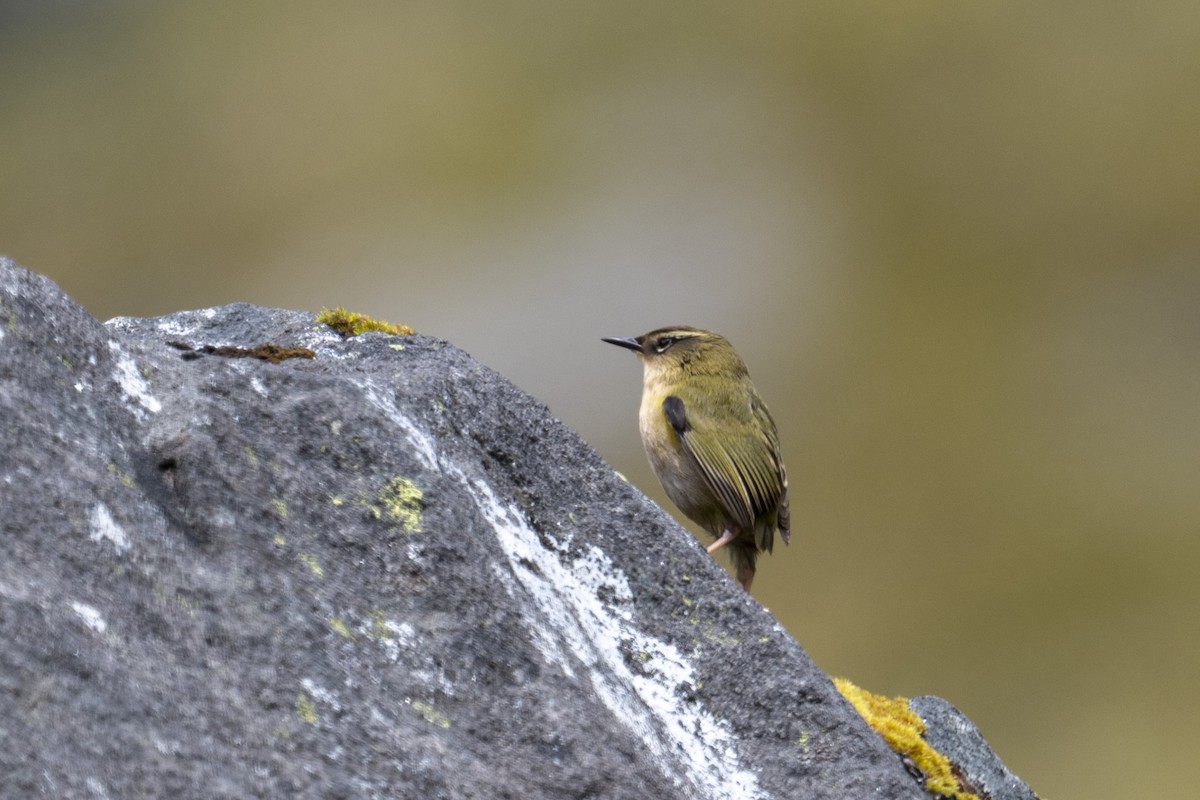 Гонець скельний - ML647603246