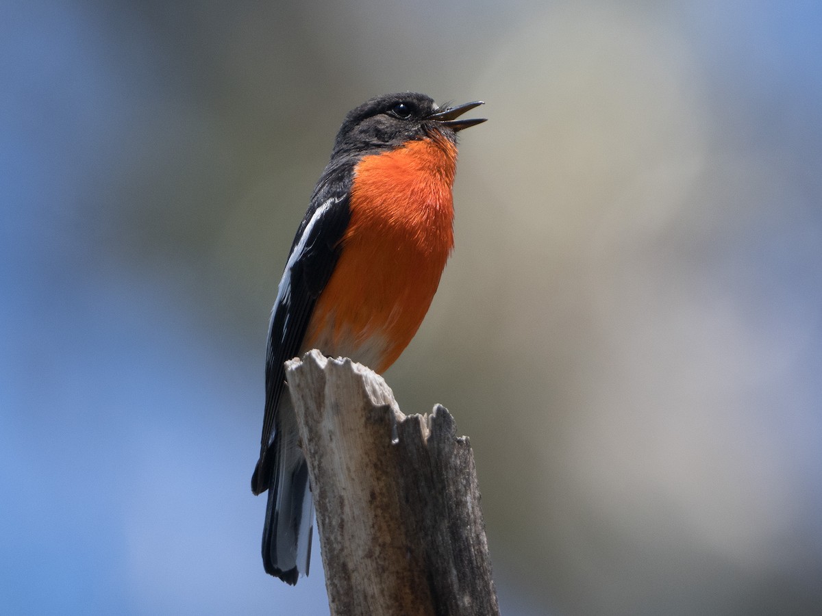 flammeflueskvett - ML647603257