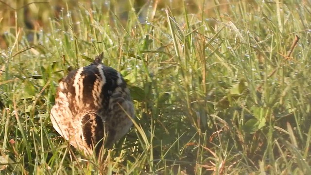 חרטומית ביצות - ML647603264