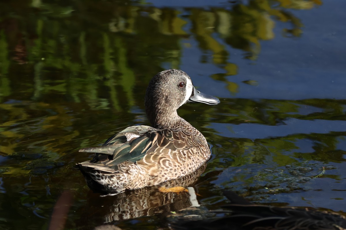 Zertzeta hegalurdina - ML647603265