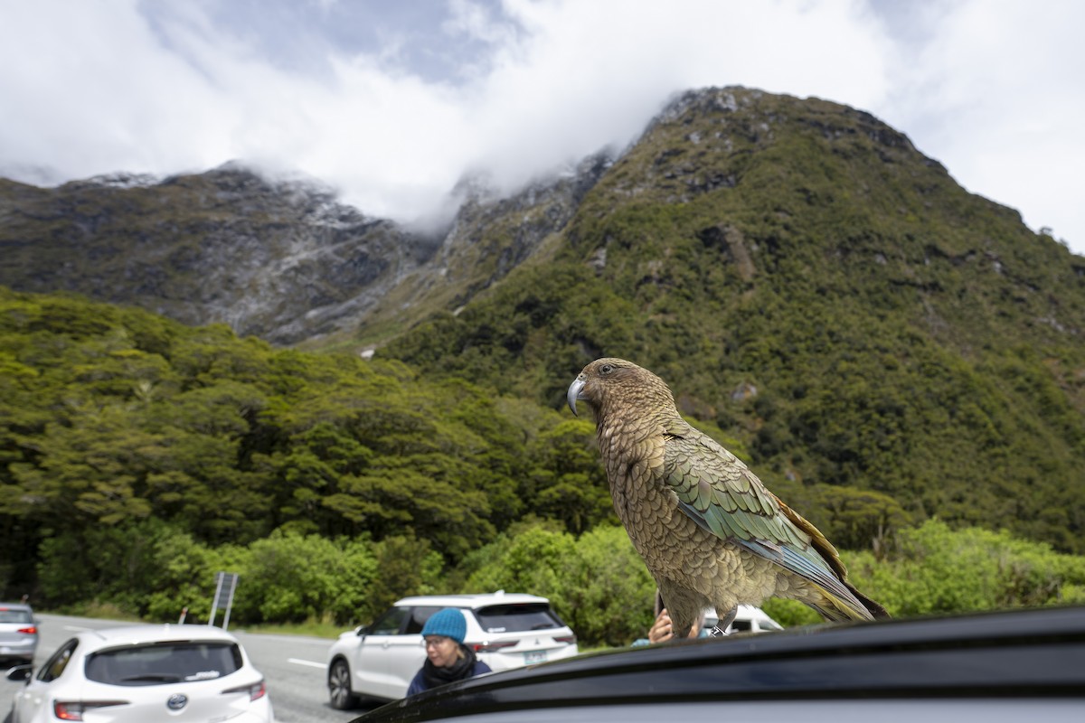 Кеа - ML647603266