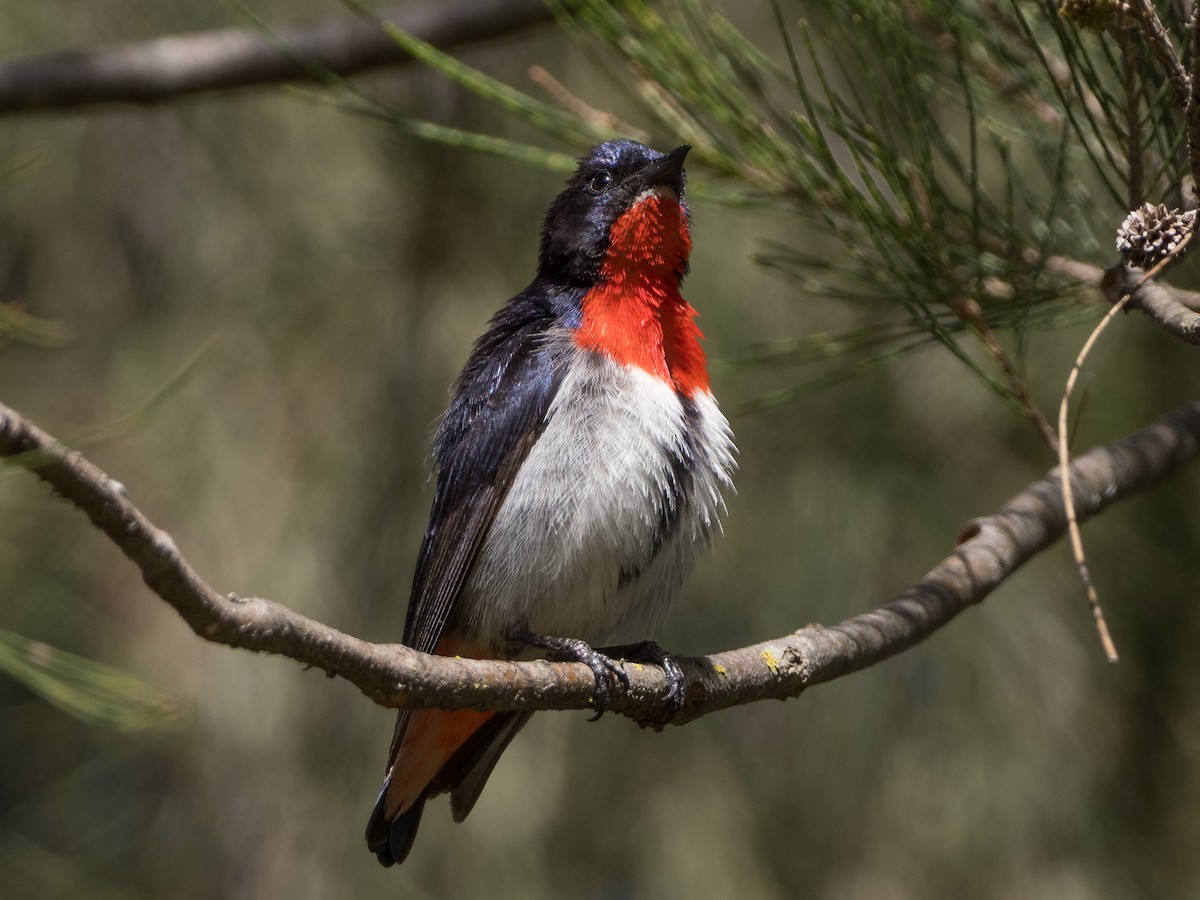 Квіткоїд австралійський - ML647603291