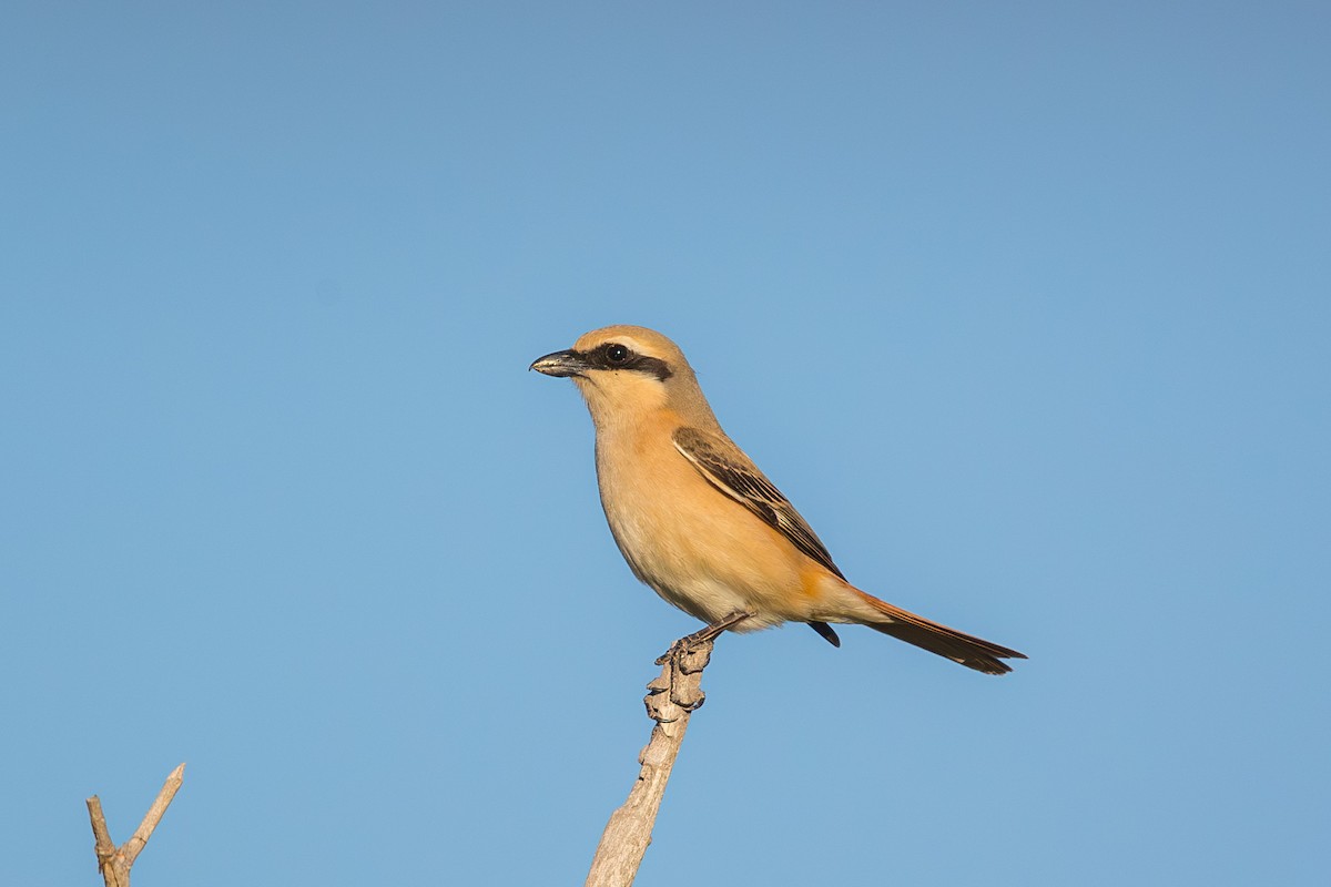 isabellavarsler (isabellinus) - ML647603292