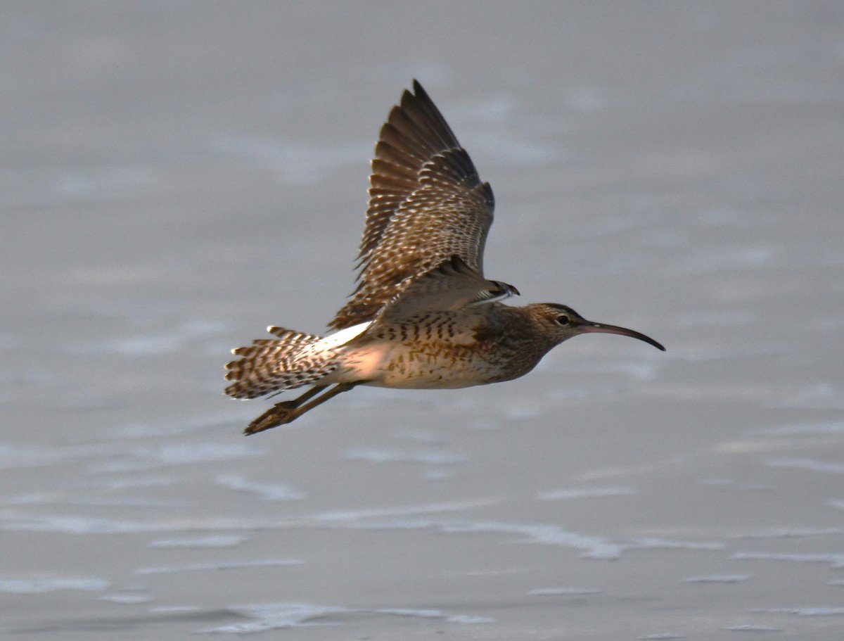 Кульон середній - ML647603305