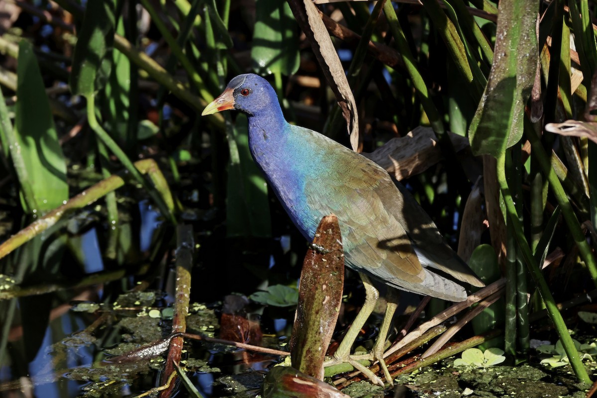 Султанка американська - ML647603308