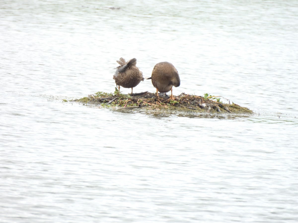 Широконіска капська - ML647603313