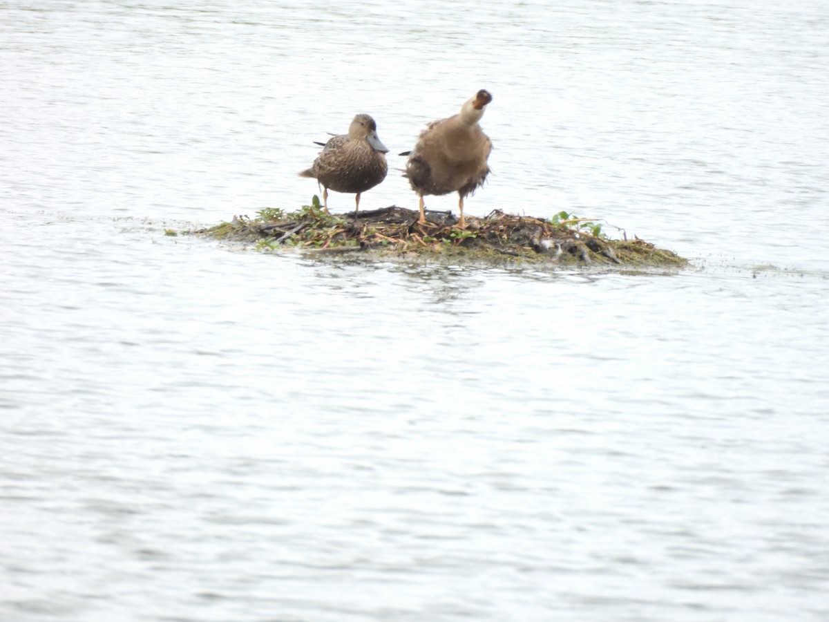 Широконіска капська - ML647603314