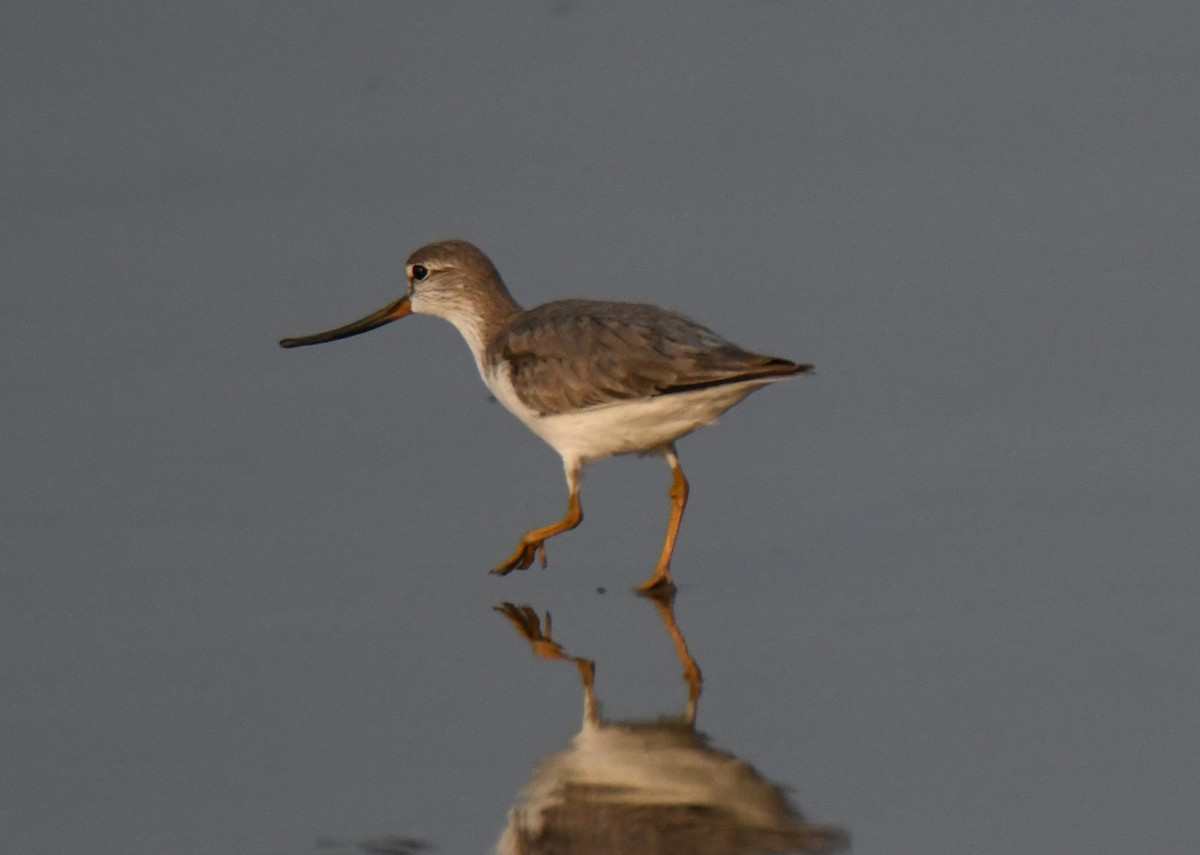 Мородунка - ML647603315