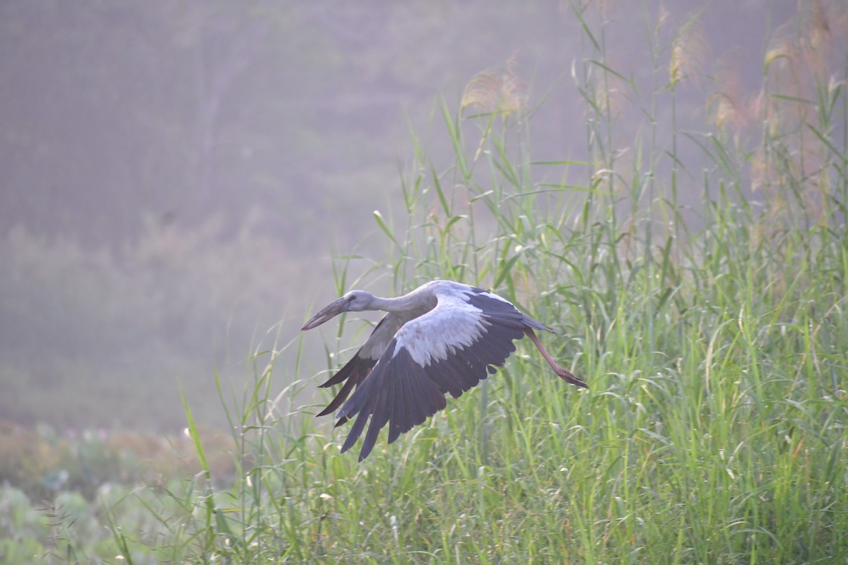 Ak Açıkgaga - ML647603319