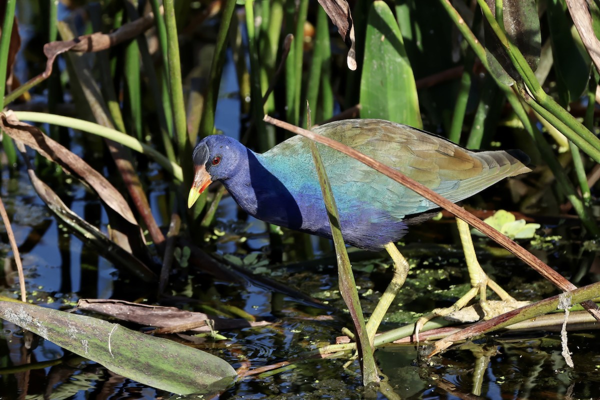 Султанка американська - ML647603320