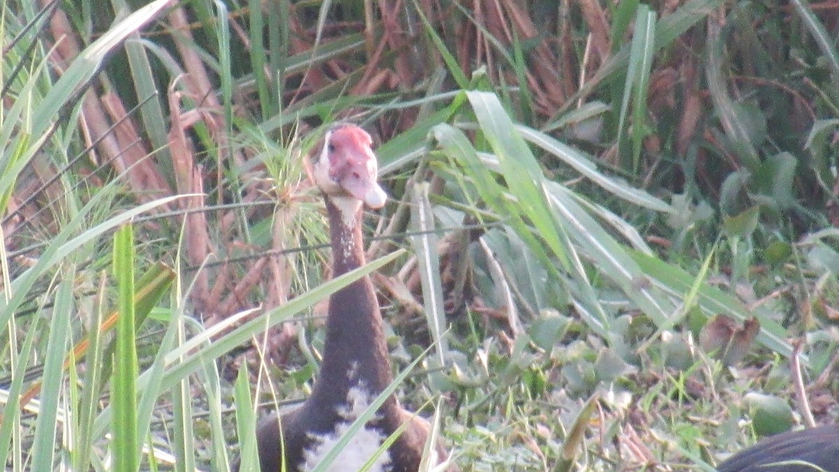 Шпорокрил - ML647603321