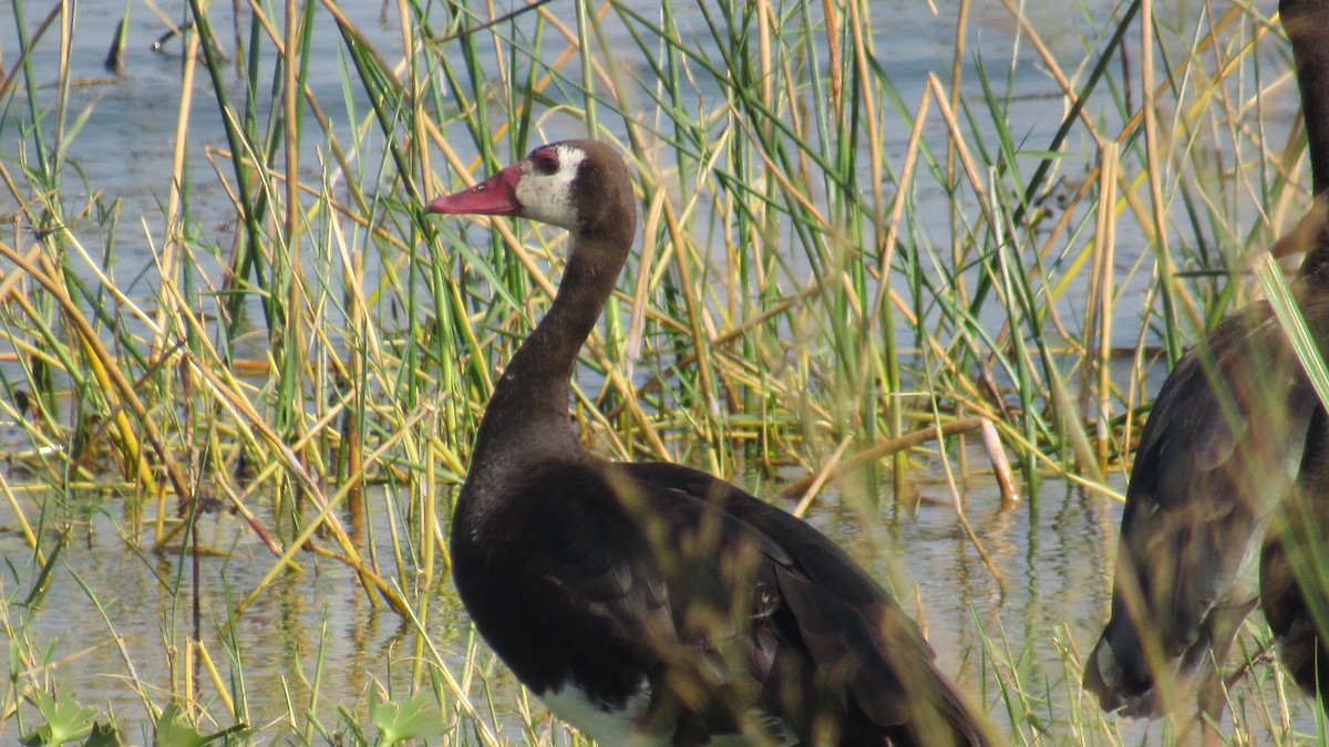 Шпорокрил - ML647603322