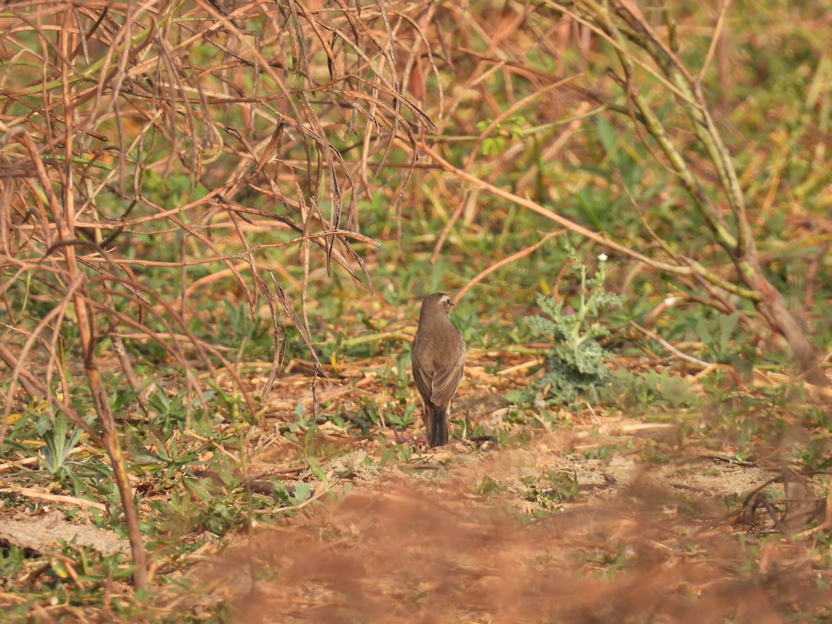 Синьошийка - ML647603325