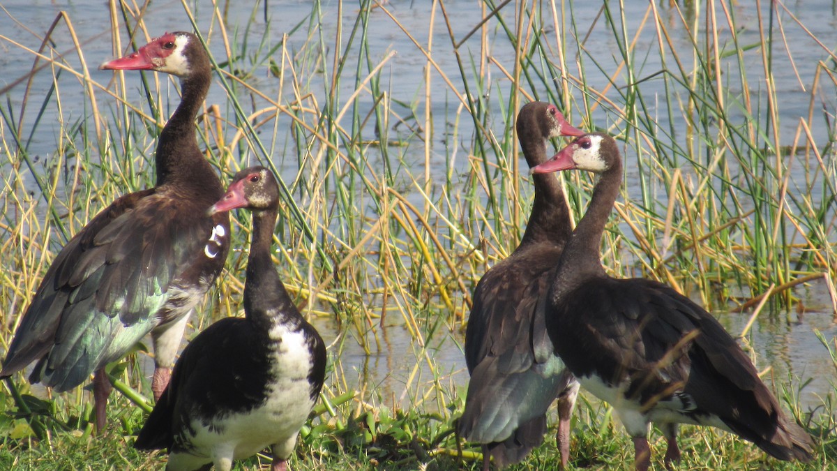 Шпорокрил - ML647603327