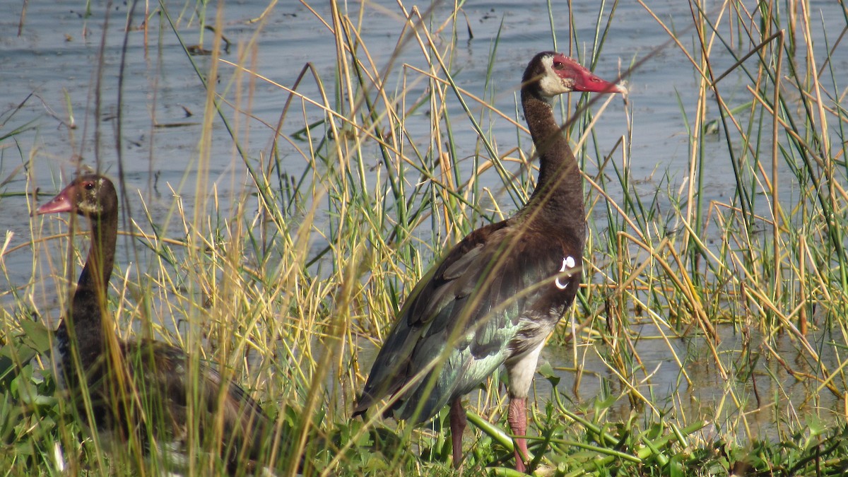 Шпорокрил - ML647603328