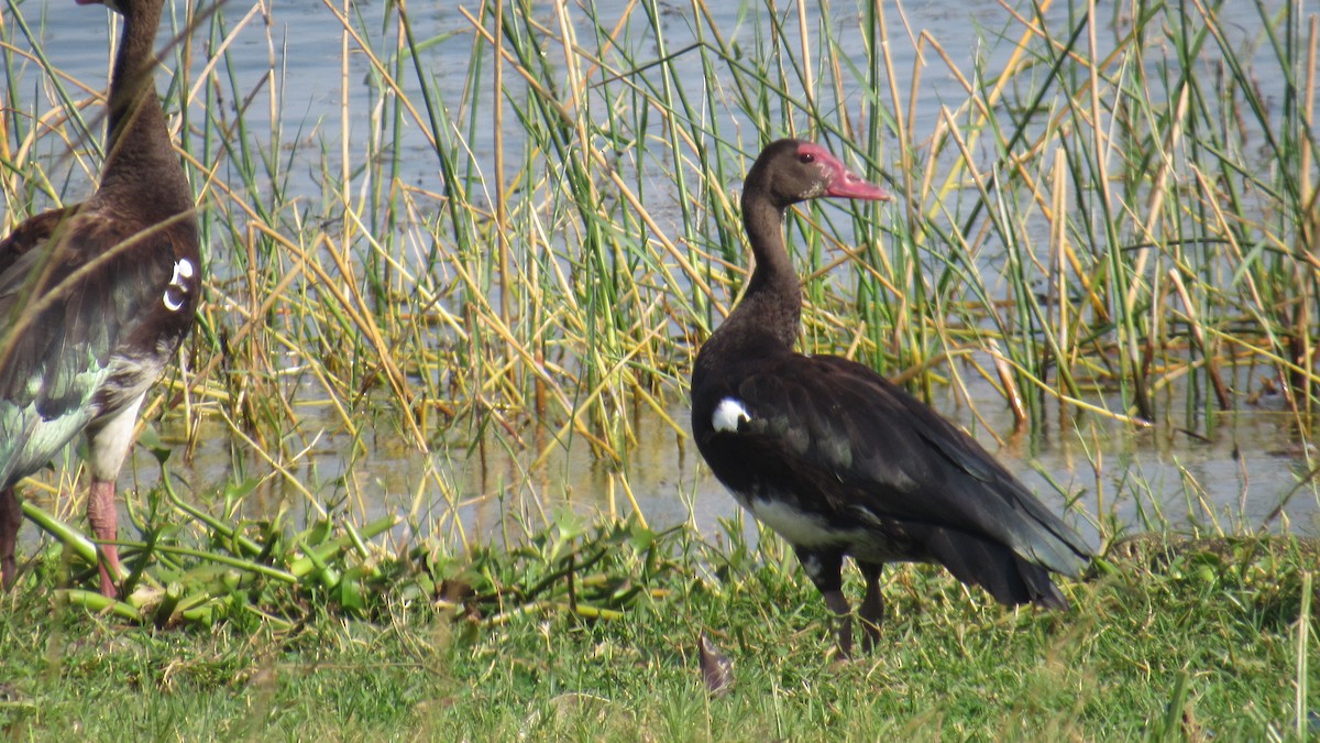 Шпорокрил - ML647603330