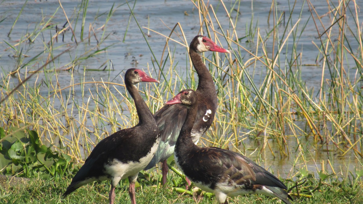 Шпорокрил - ML647603331