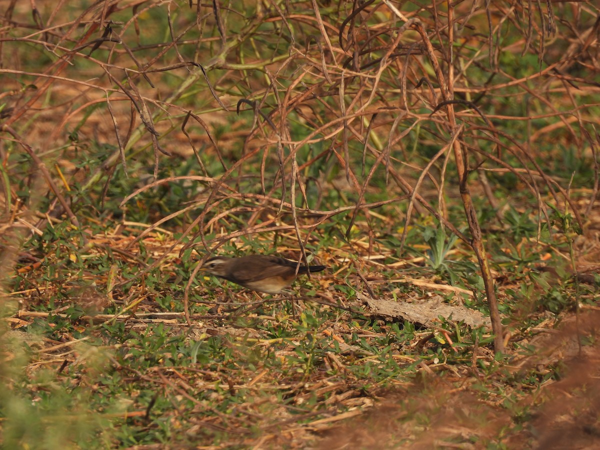 Синьошийка - ML647603332