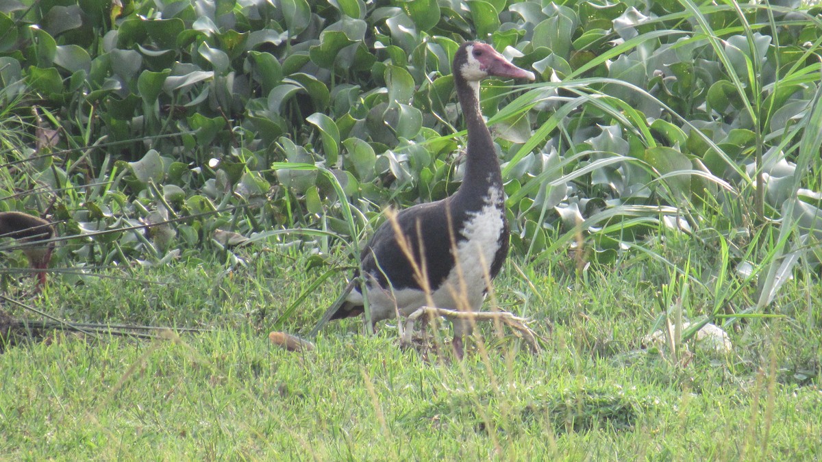 Шпорокрил - ML647603333