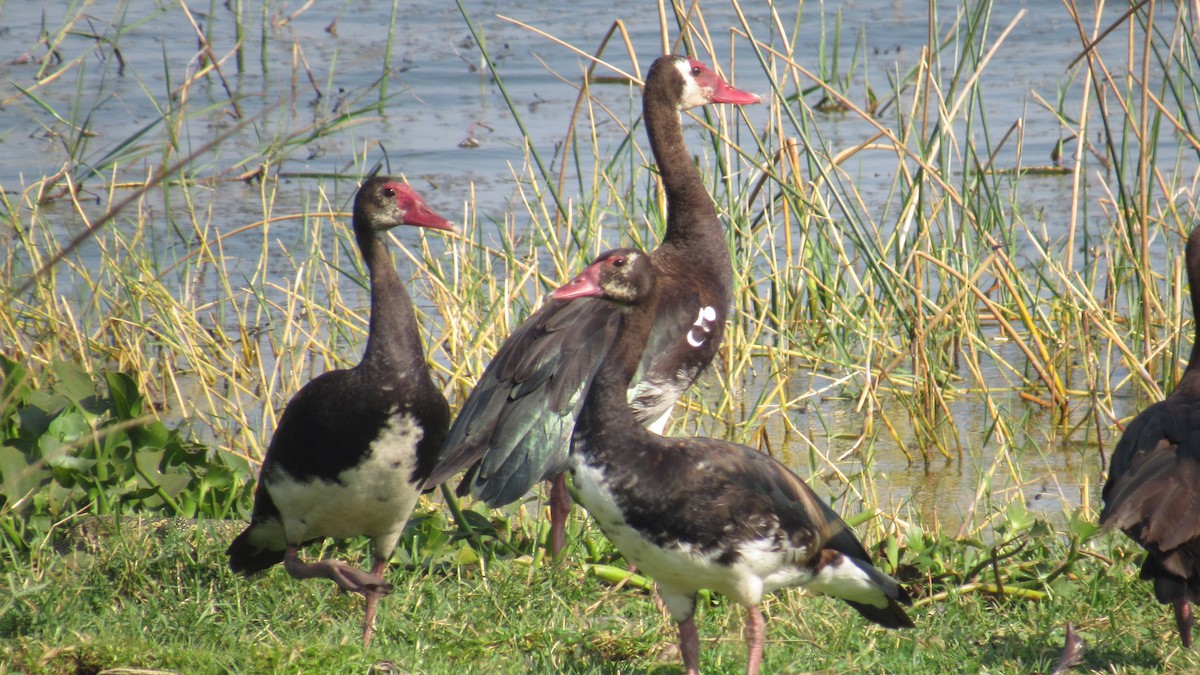 Шпорокрил - ML647603334