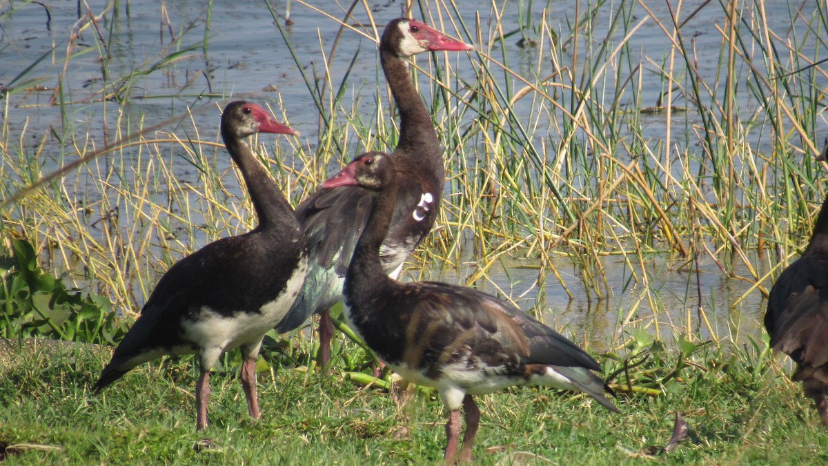 Шпорокрил - ML647603335