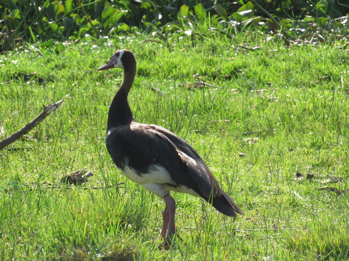 Шпорокрил - ML647603336