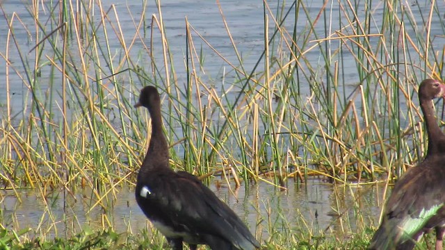 אווז שחור - ML647603337