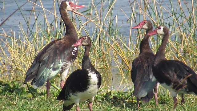 אווז שחור - ML647603338