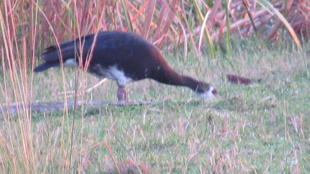 אווז שחור - ML647603339