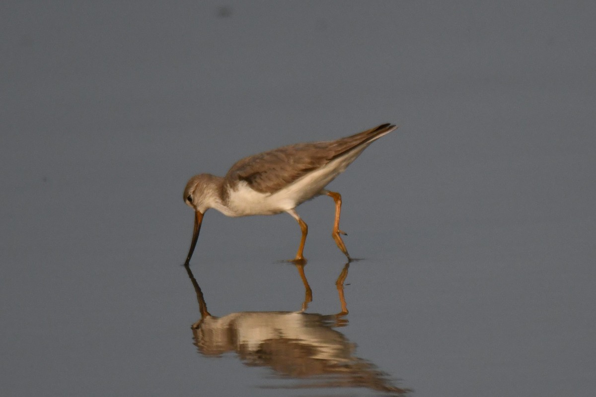 Мородунка - ML647603340