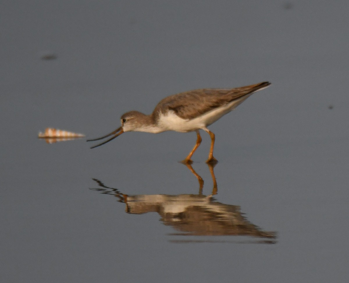 Мородунка - ML647603342