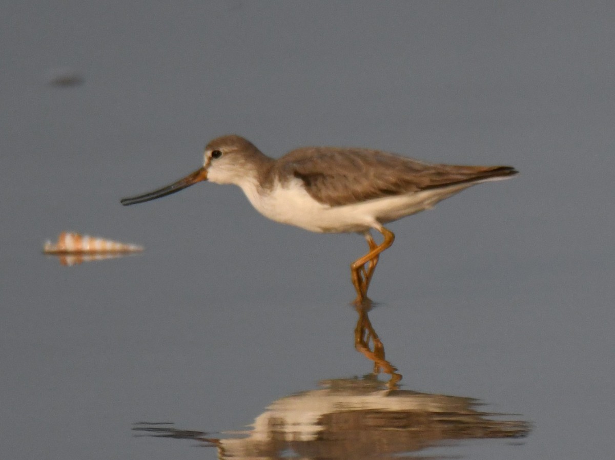 Мородунка - ML647603345