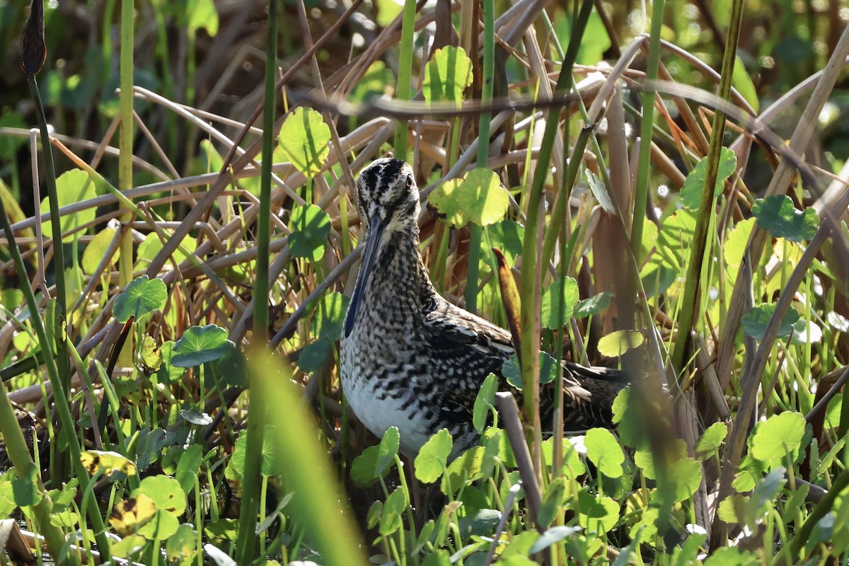 Баранець американський - ML647603347