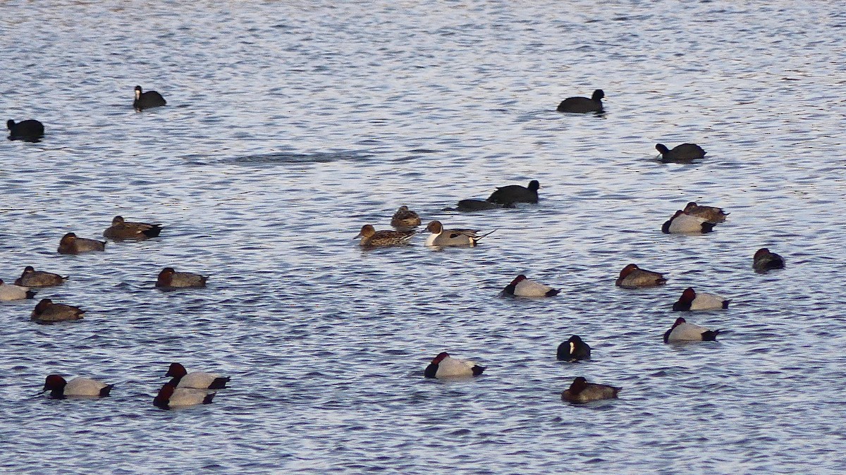 Шилохвіст північний - ML647603348