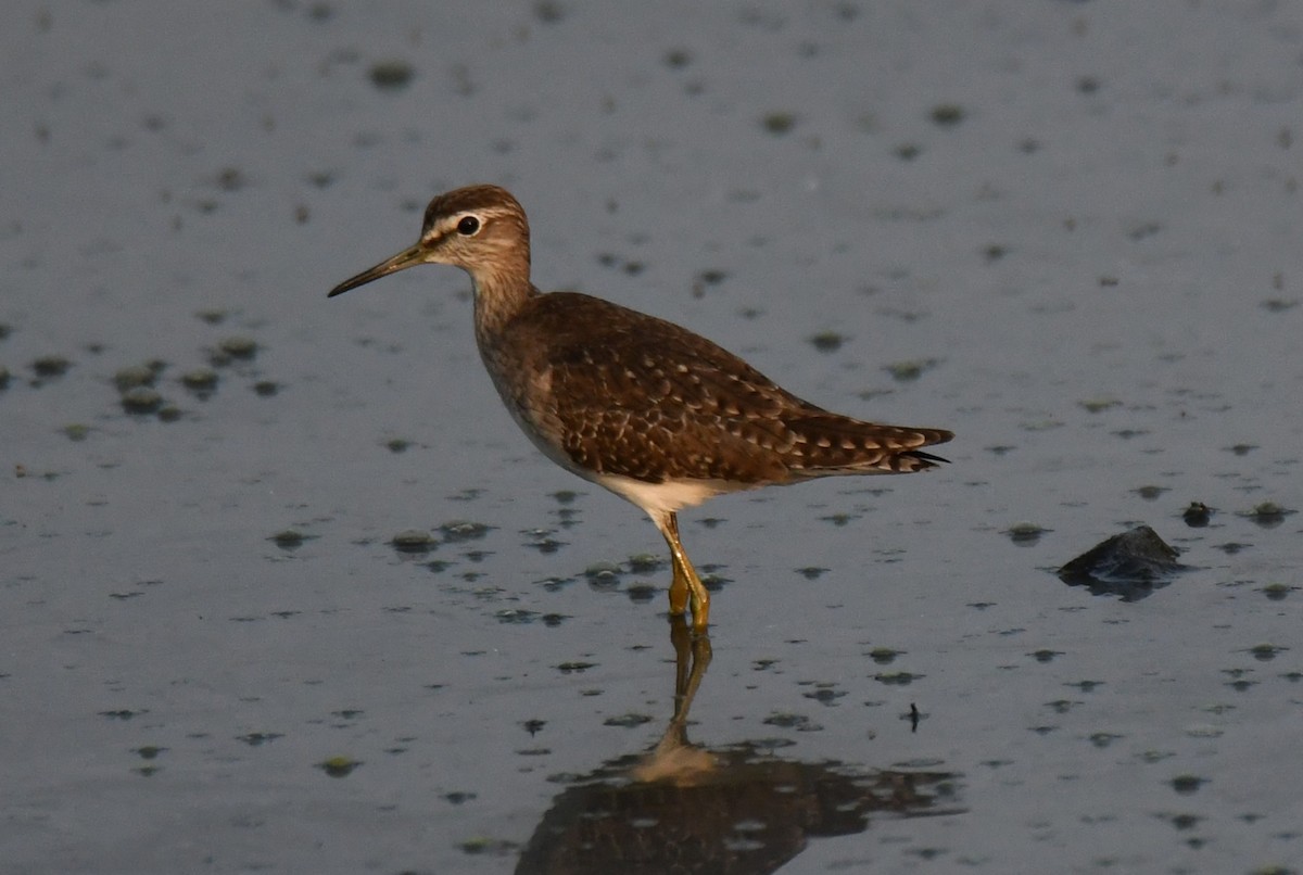 Коловодник болотяний - ML647603350