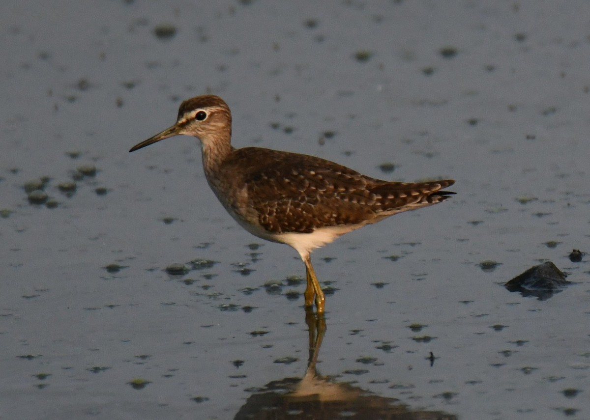 Коловодник болотяний - ML647603353