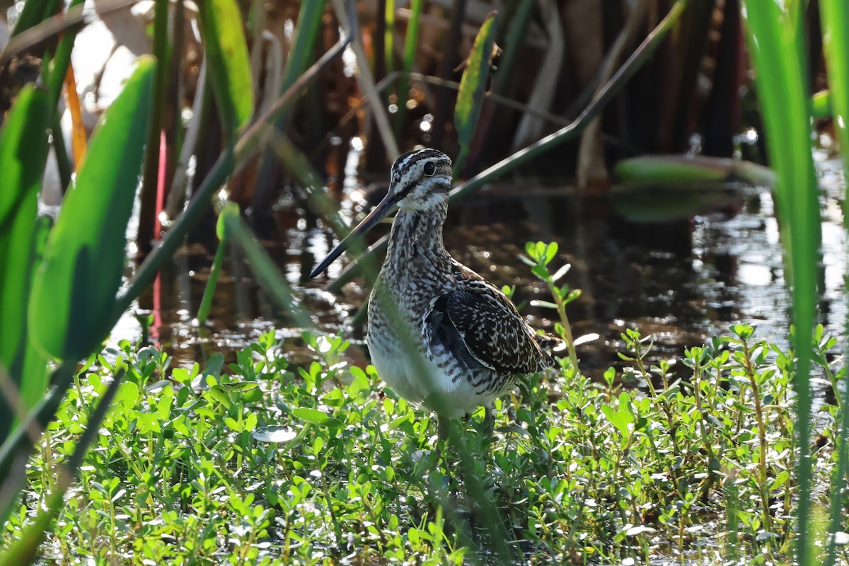 Баранець американський - ML647603354