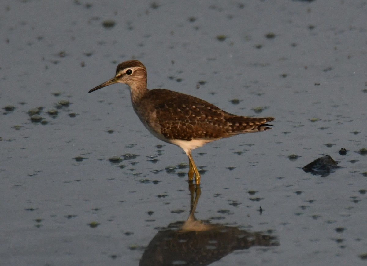 Коловодник болотяний - ML647603355