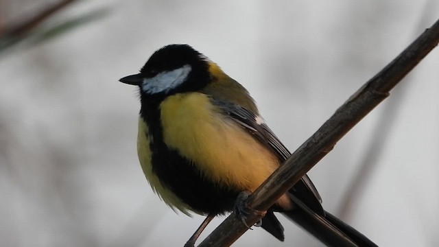ירגזי מצוי - ML647603365