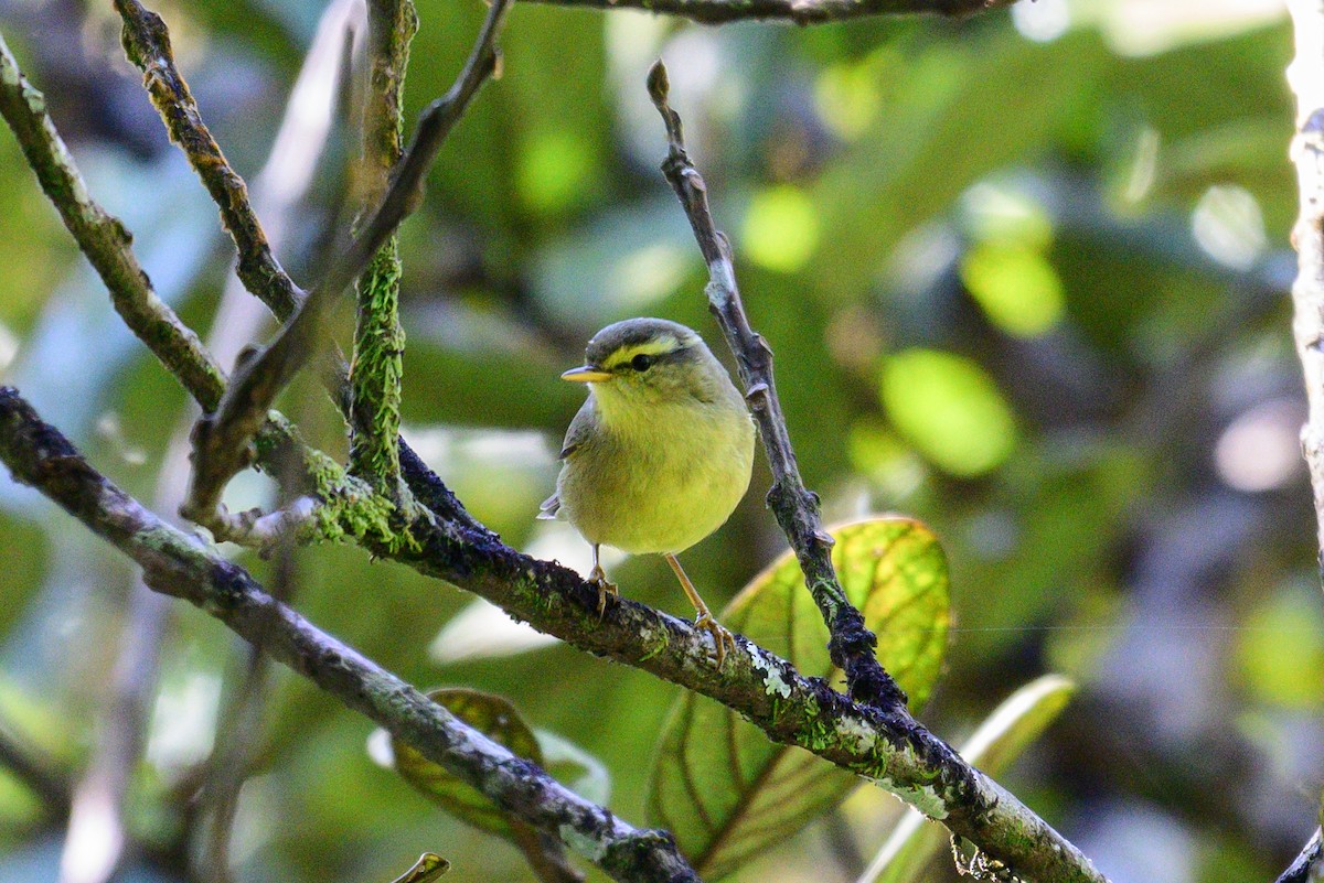 Tickell Çıvgını - ML647603390