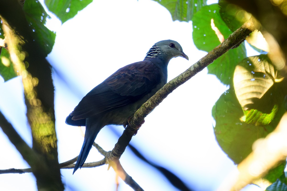 Nilgiri Wood-Pigeon - ML647603449