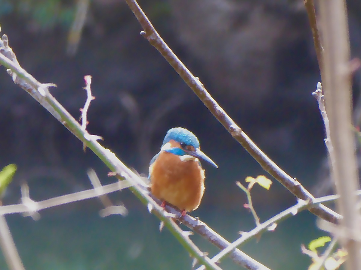 Common Kingfisher - ML647603462