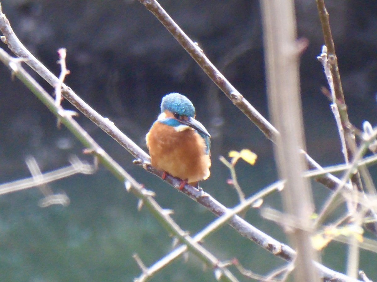 Common Kingfisher - ML647603463