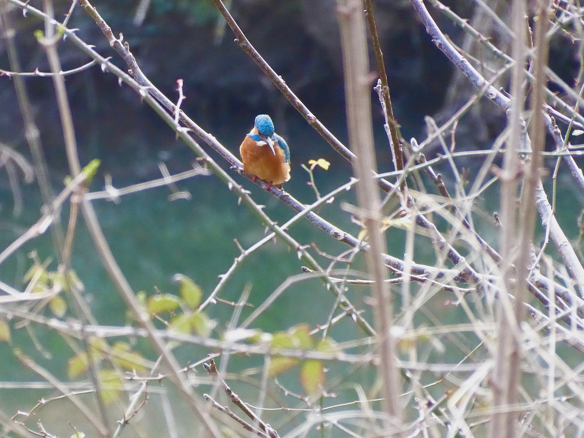Common Kingfisher - ML647603464