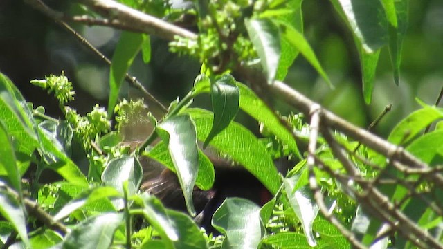 Red-chested Sunbird - ML647603498