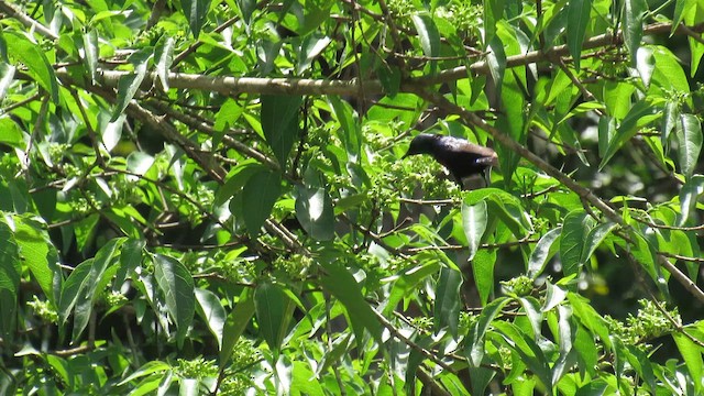 Red-chested Sunbird - ML647603499